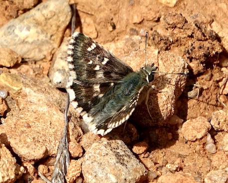 sage skipper